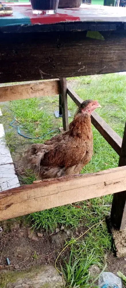 Ayam Brahma Sepasang