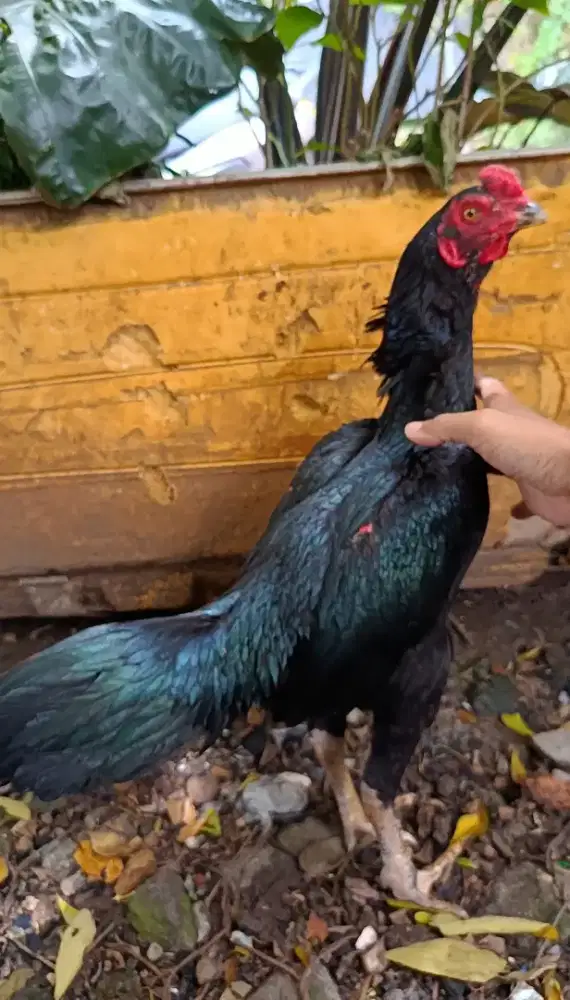 Ayam bangkok pakoy bulbi