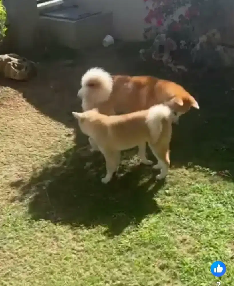 Akita inu sepasang mumer