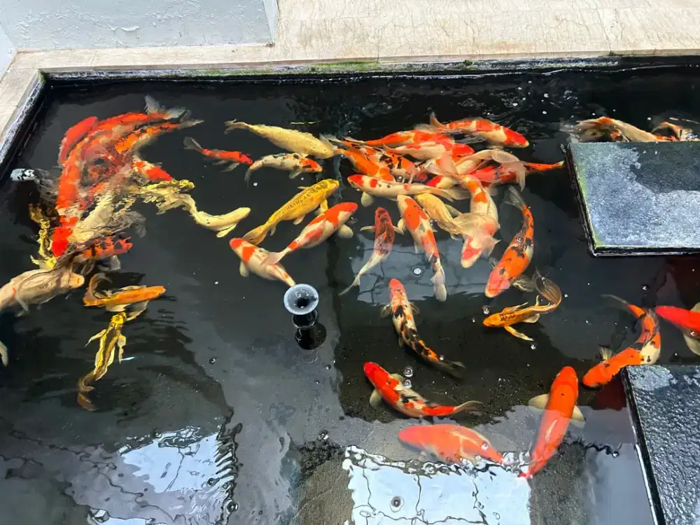 Ikan koi jumbo UK 30 40 50