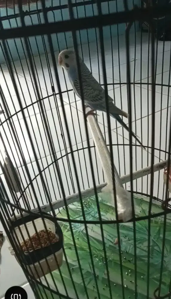 Jual burung parkit brisik