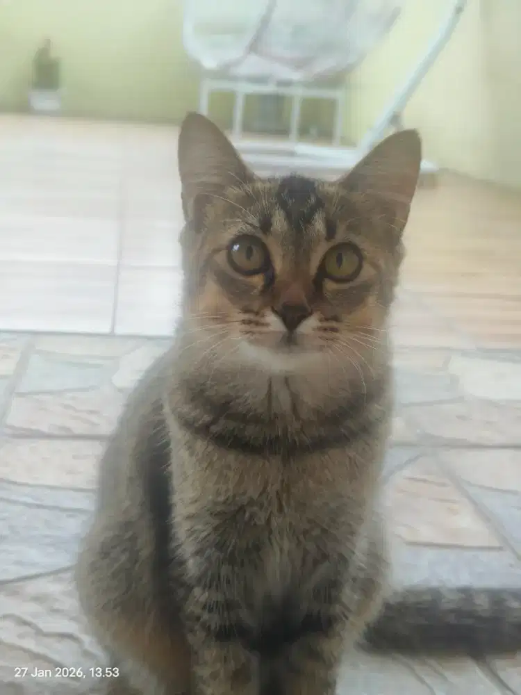 Jual anakan kucing turunan persia