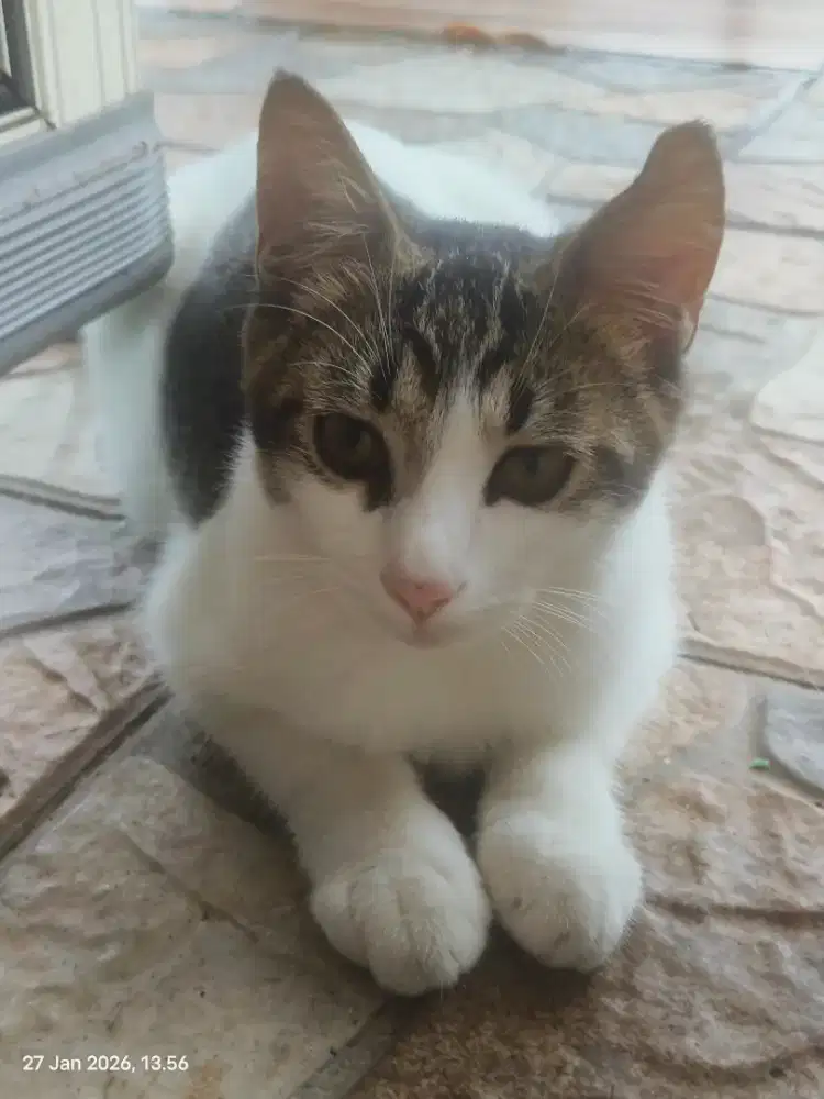 Anakan kucing turunan persia