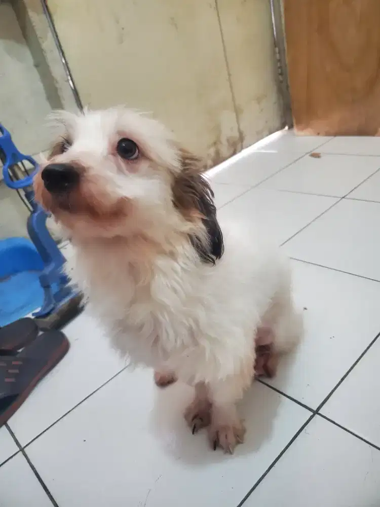 Anjing Maltese betina