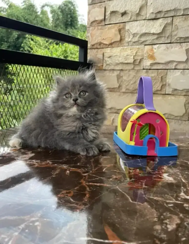 Adopsi gratis kucing