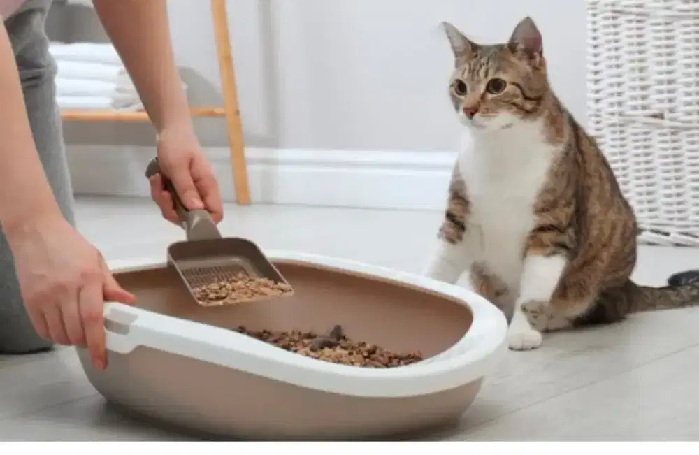 Dicari Art pecinta kucing