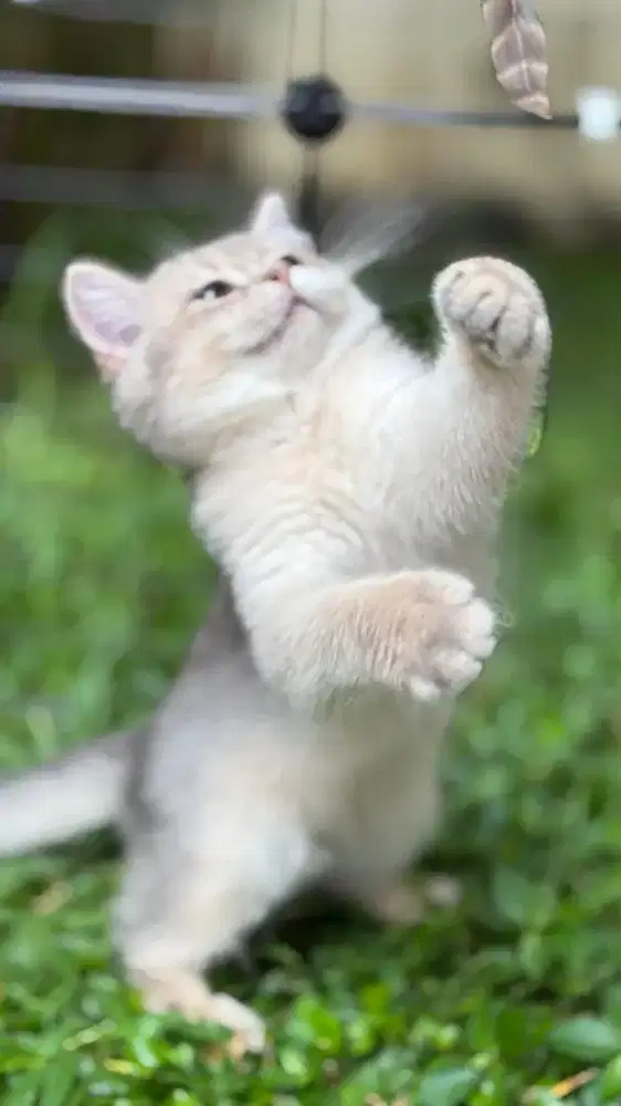 BSH BRITISH SHORTHAIR GOLDEN BLUE AY BETINA 4BULAN ANAKAN IMPORT