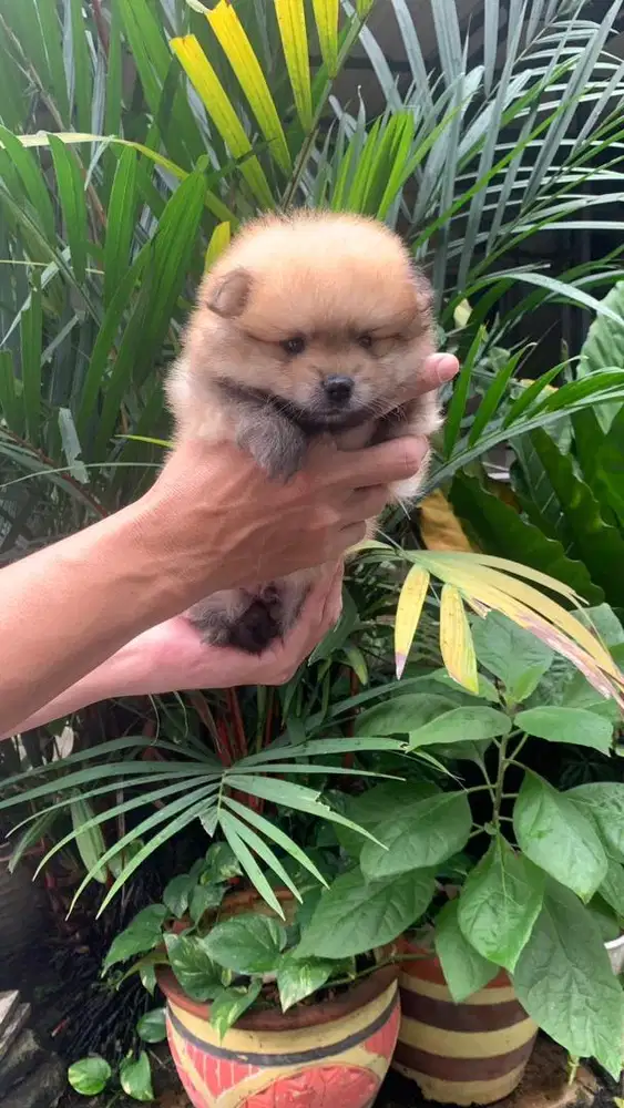 Anjing Super Minipom Jantan Usia 2 Bulan