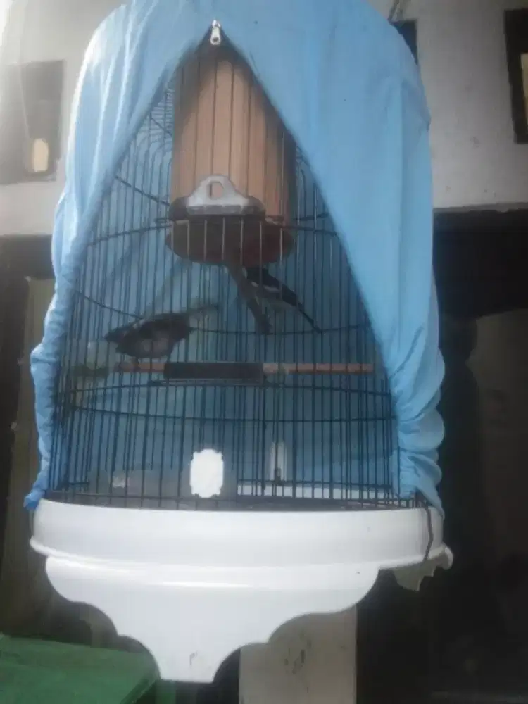 Burung kacer sepasang sudah jodoh