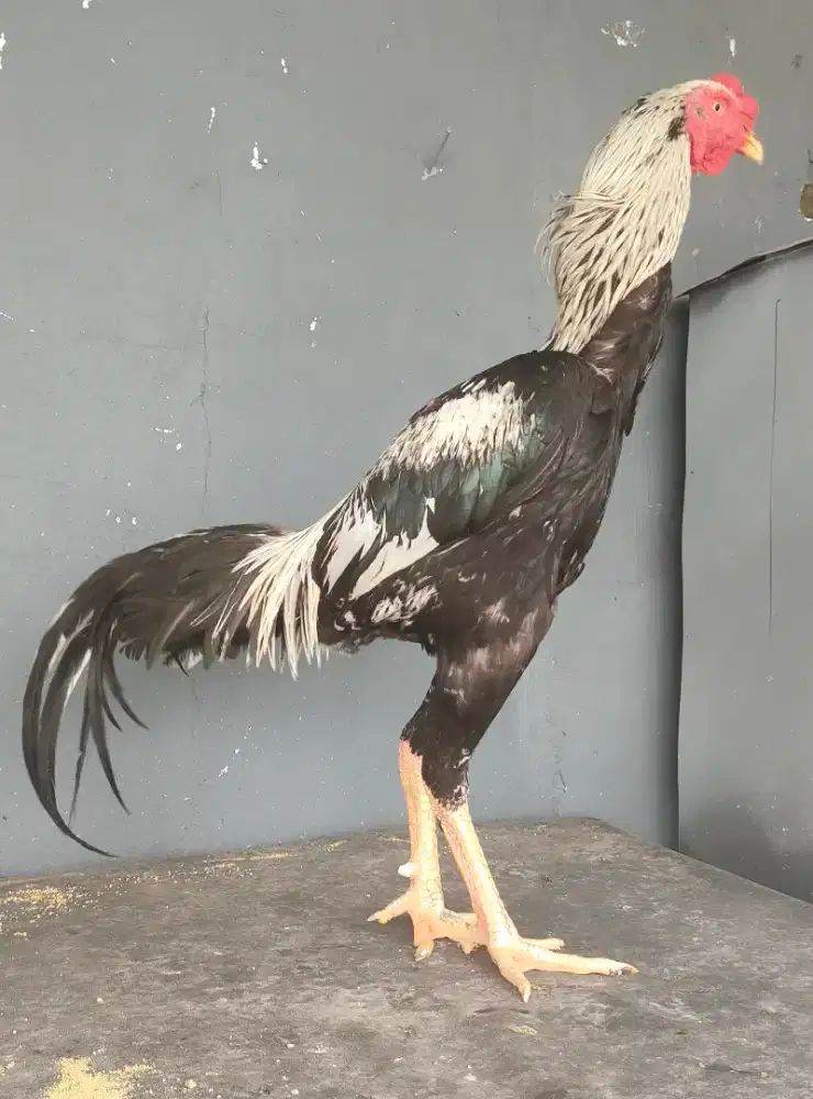 Ayam Bangkok Trah Shamo & BK UK 5.5 Up