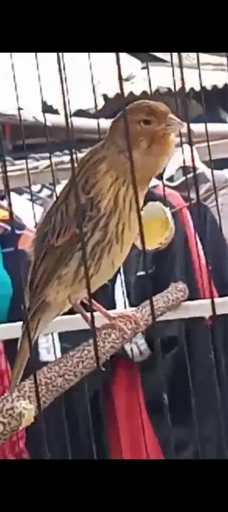 Kenari F1ysxf1ys Jantan