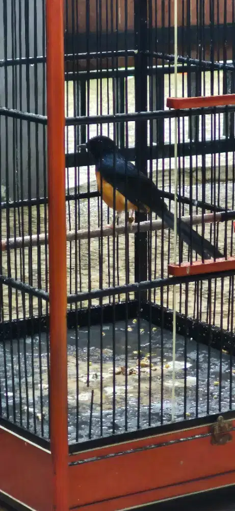 MURAI BATU MEDAN PASTOL