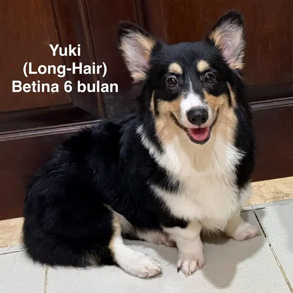 Corgi Stambum Long-Hair betina 6 bulan