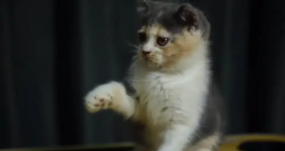 BSH KITTEN BRITISH SHORTHAIR CALICO 3BULAN TOP QUALITY