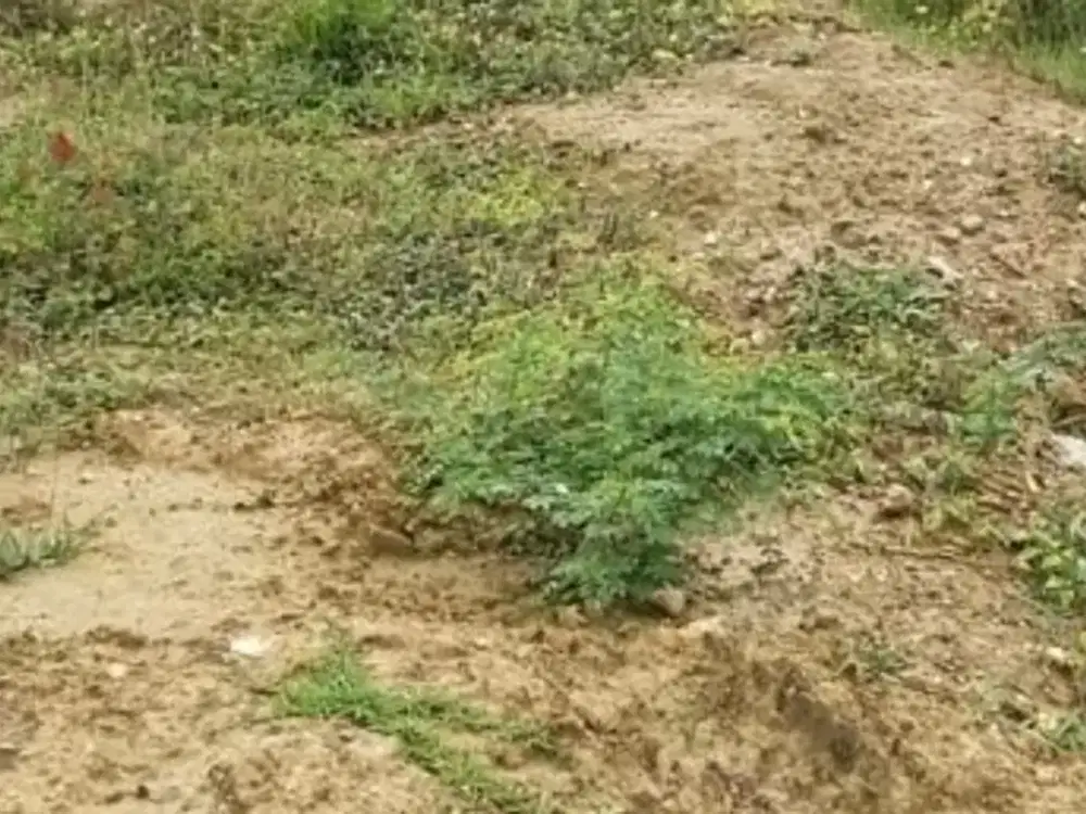 Tanah Klampis Surabaya Row Jalan 3 Mobil