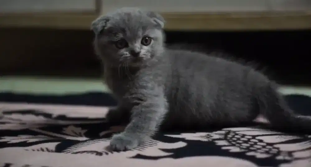 ANAKAN KITTEN SCOTTISH FOLD BLUE TRIPLE FOLD 3BULAN