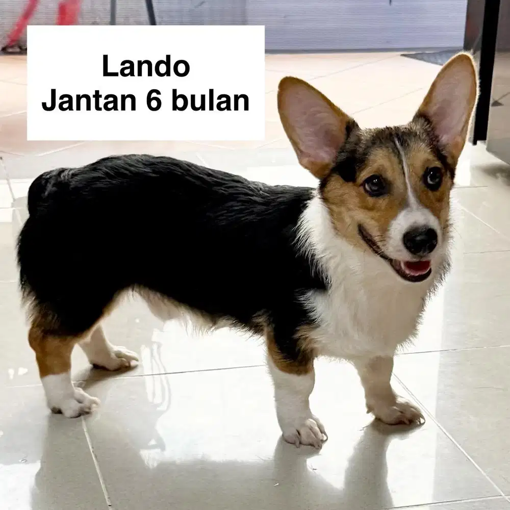 Corgi Stambum Jantan 6 bulan