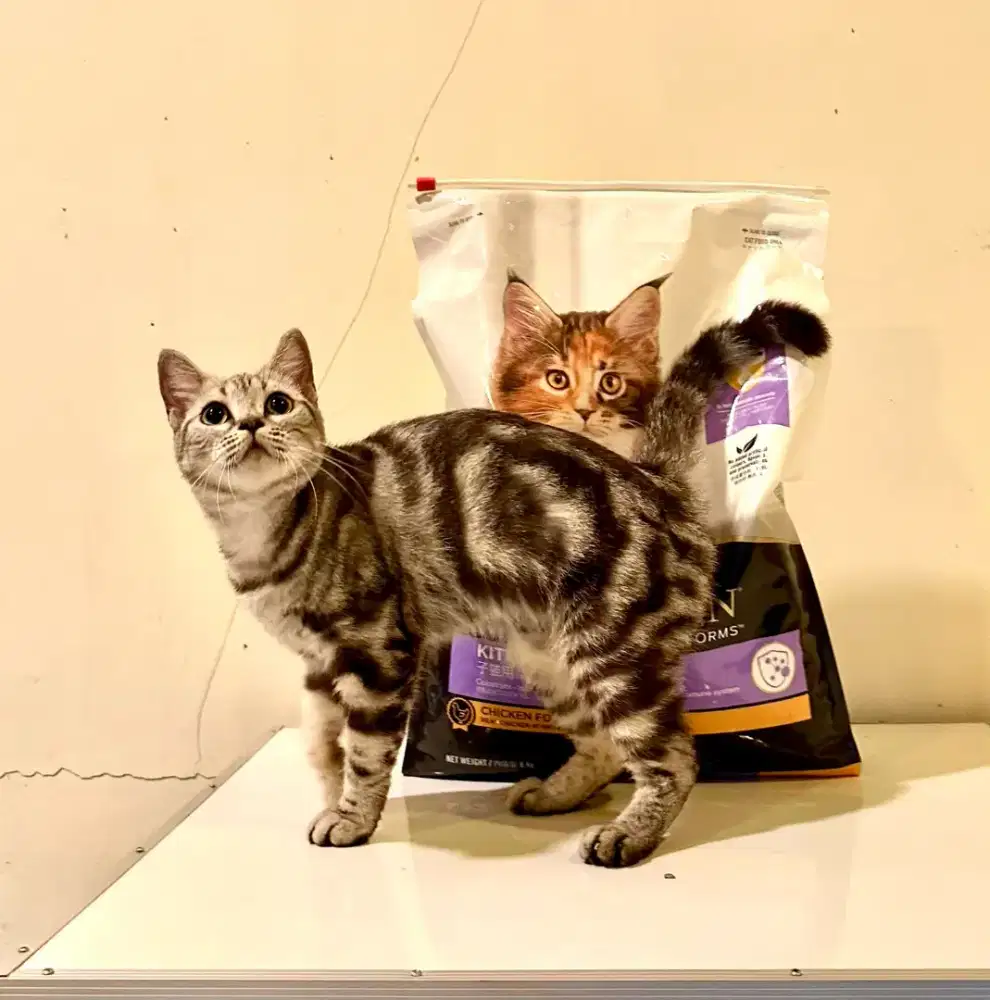 Indukan American Shorthair proven