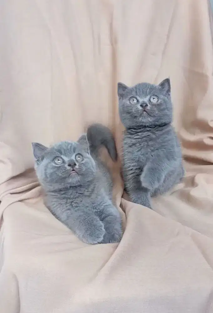 BSH Blue Solid Betina dan Jantan Line Ped