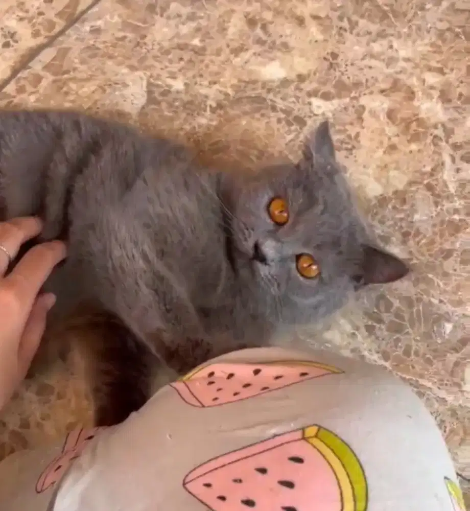 British short hair Blue Female Line Ped