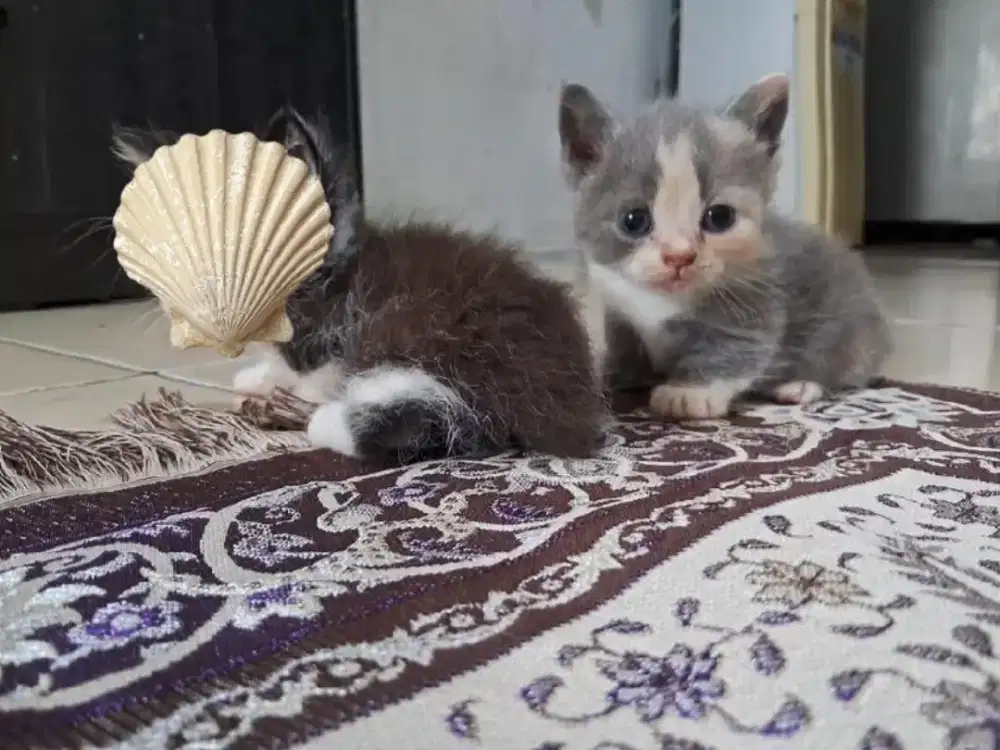 Munchkin BSH Calico Dilute