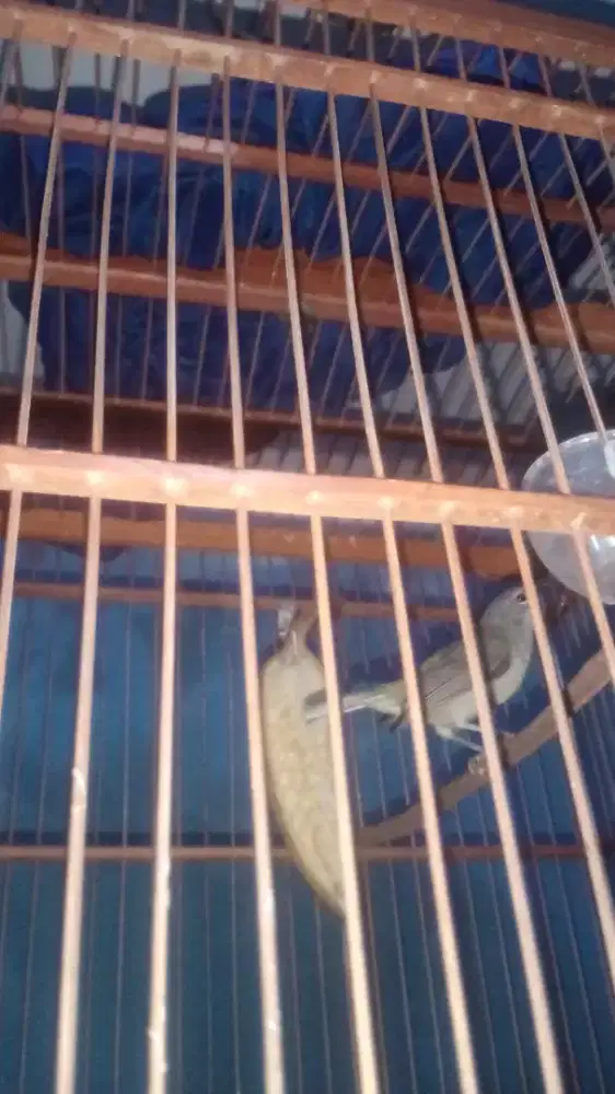 Jual Burung Opoir jawa