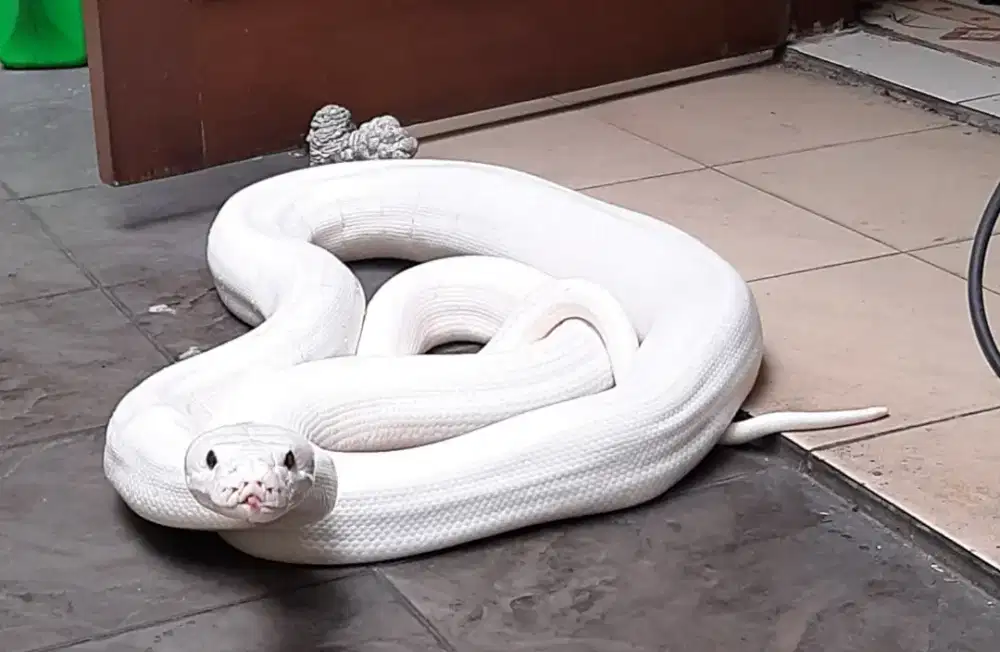 Ular Putih Cantik