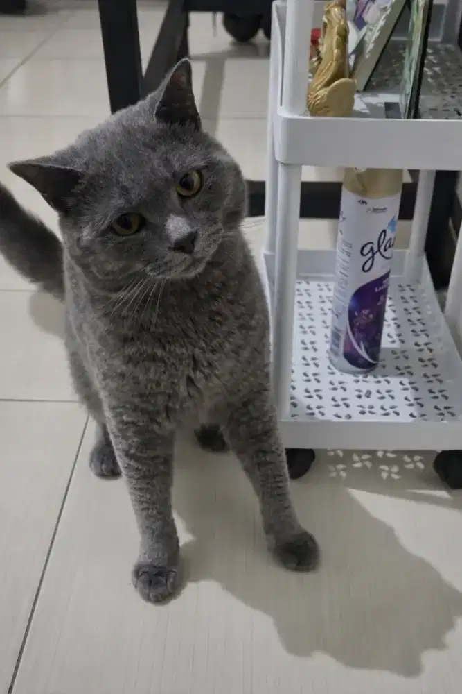 Jual cepat Kucing BSH Jantan umur 1th lebih