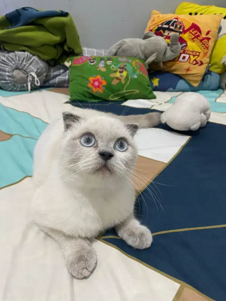 BSH SCOTTHIS BLUE POINT