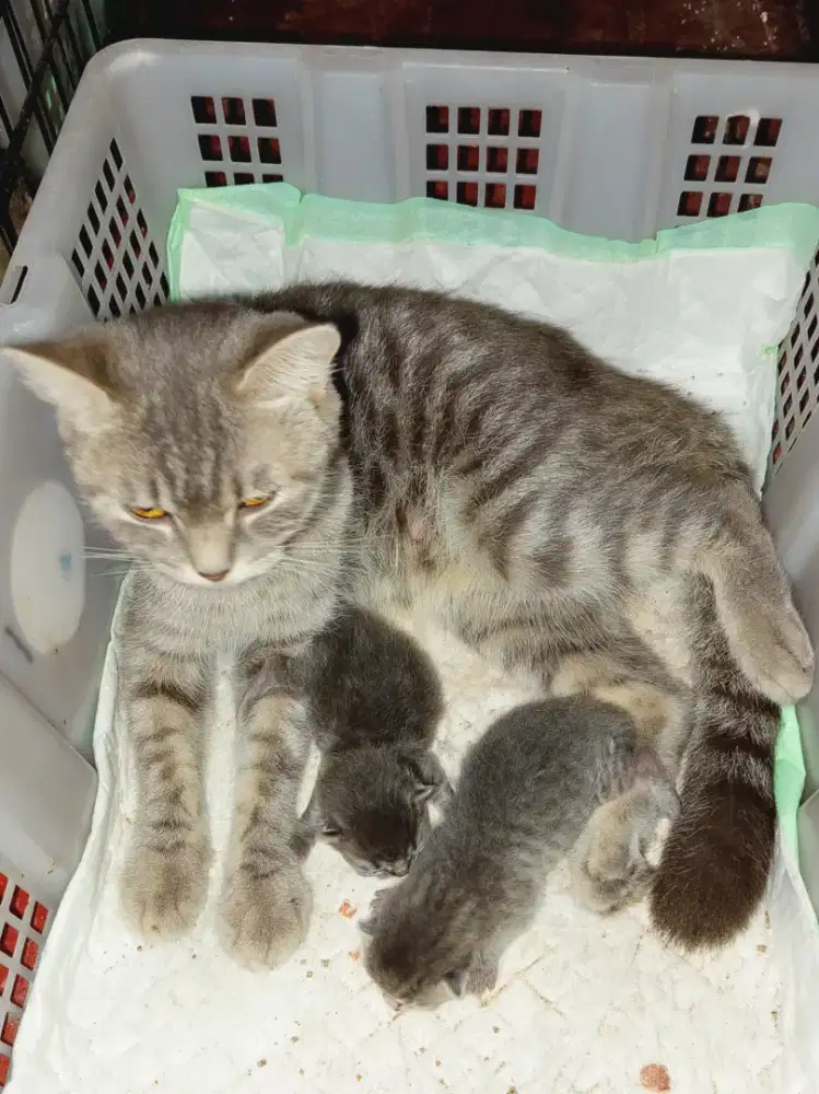 British Shorthair blue tabby bawa anak  2