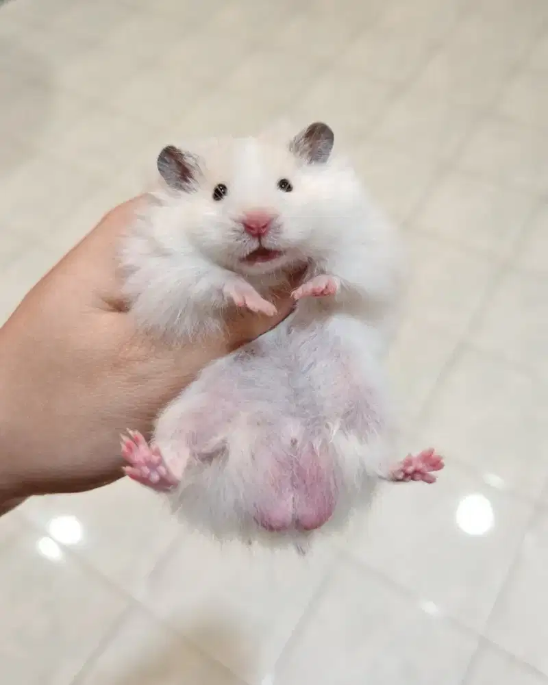 Hamster syirian