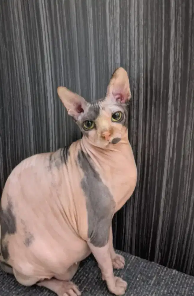 Indukan sphynx betina 2 tahun