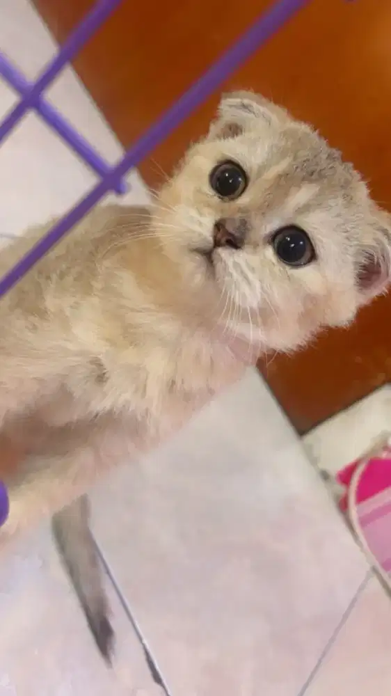 LA kucing BSH golden fold