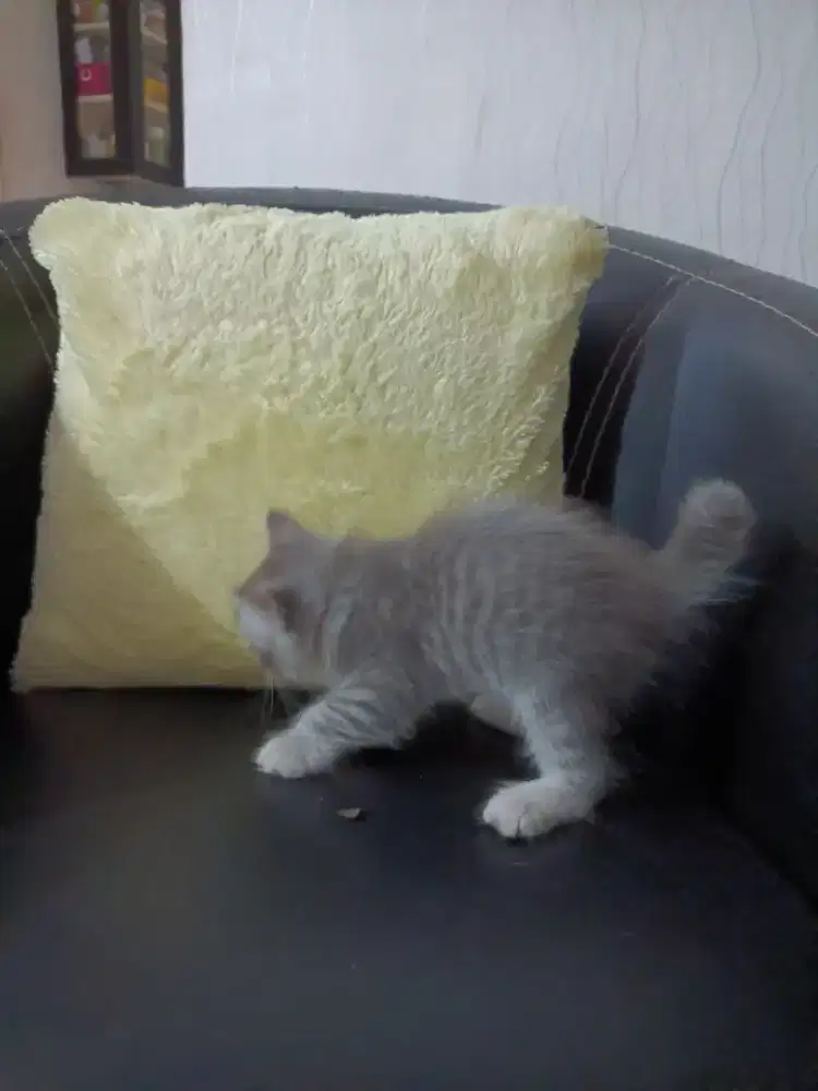 jual anak kucing / kitten