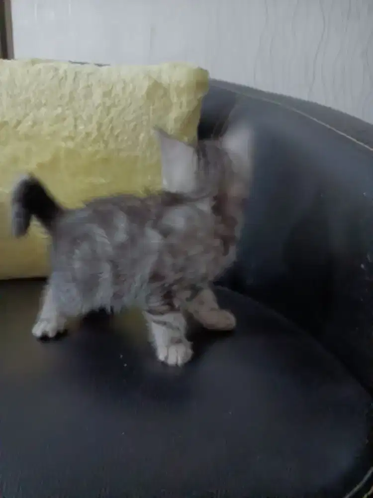 jual anak kucing / kitten