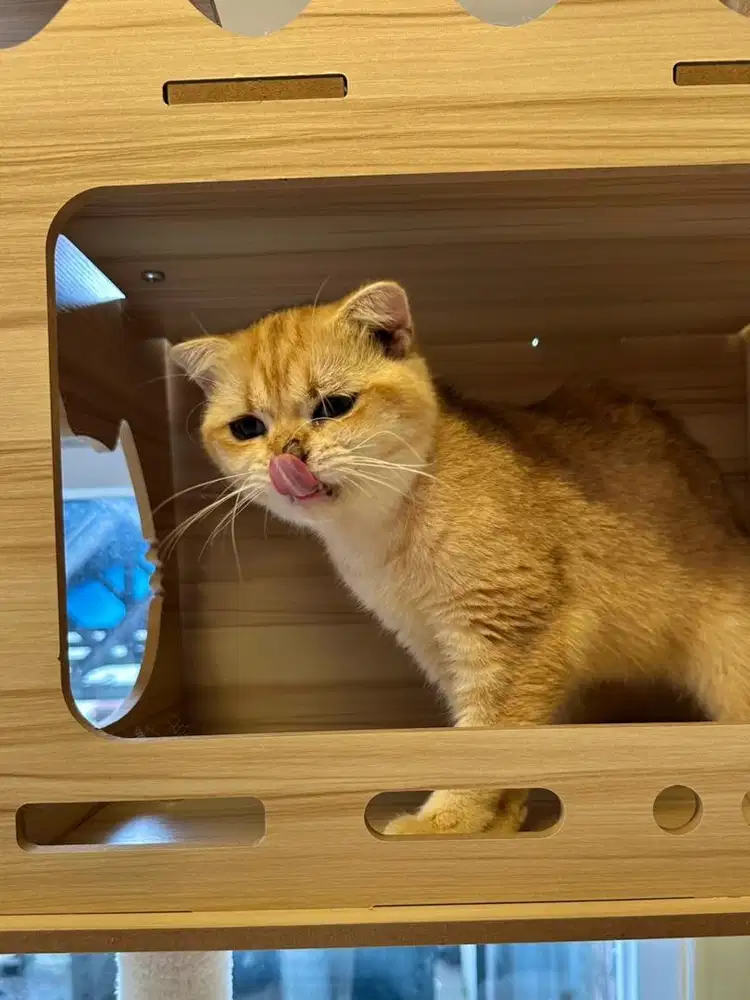 British Shorthair bsh golden ny 12