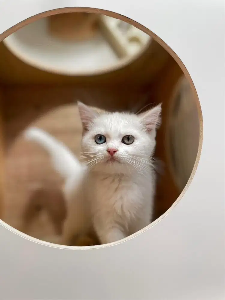 British shorthair bsh odd eye