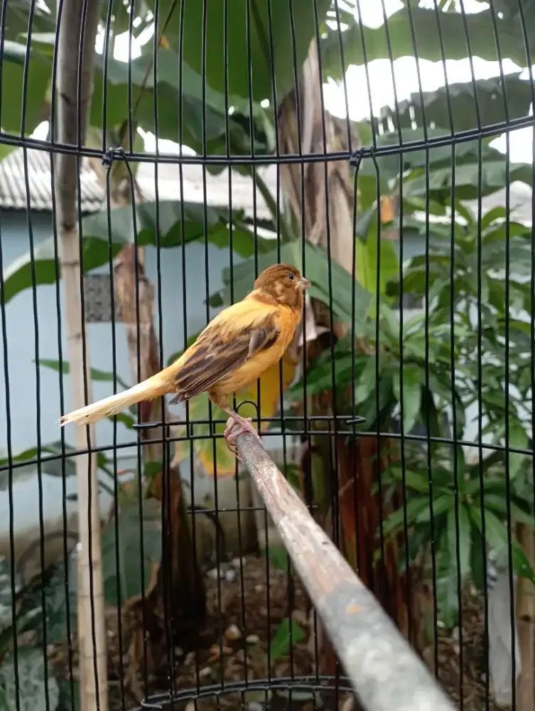 Burung Kenari isian prenjak atas bawah paseh gacorr