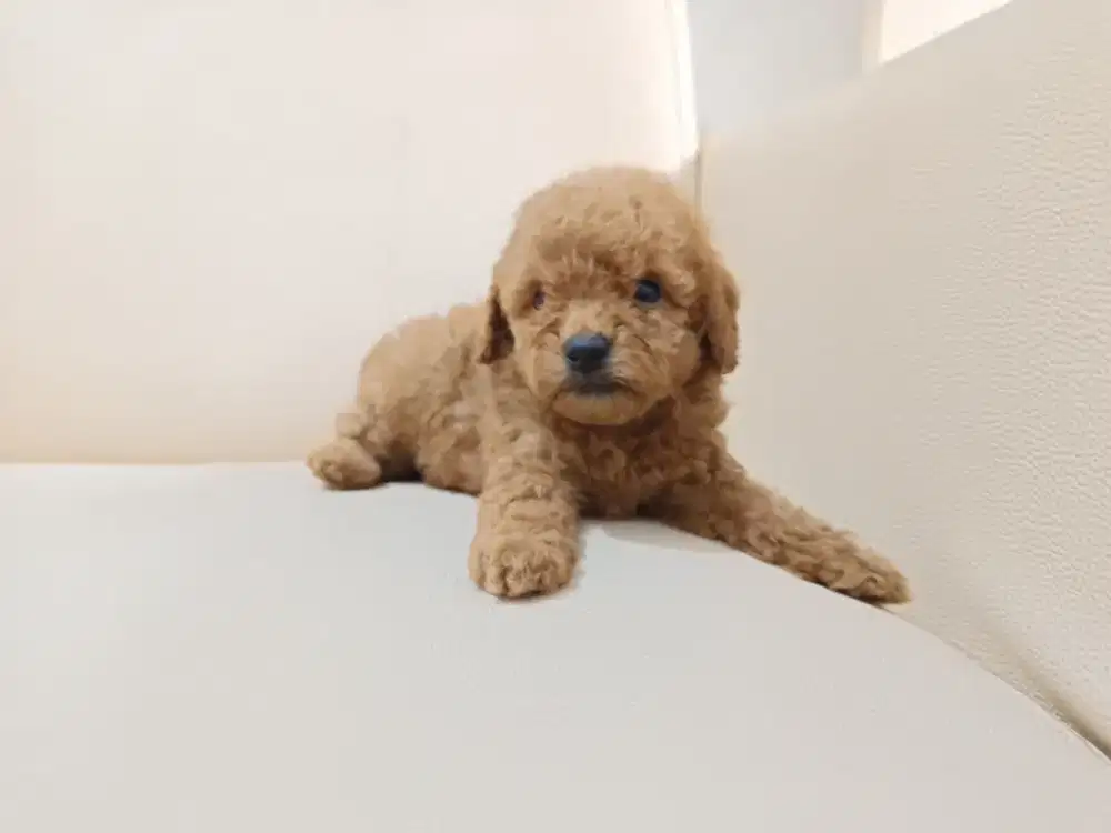Red poodle, (anak anjing/ puppies)