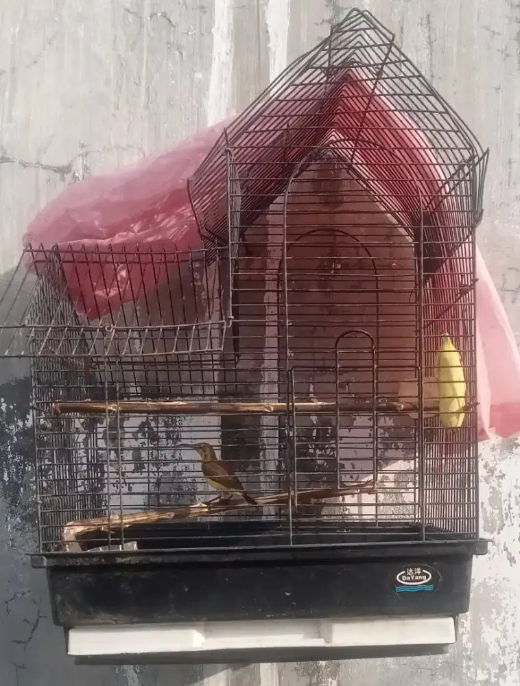 Burg jantan + kandang