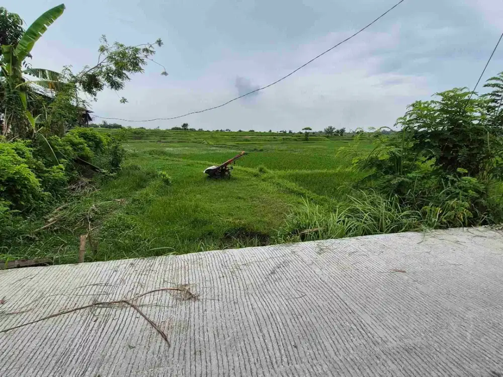 TANAH PERTANIAN 50 ARE  AKOMODASI PETERNAKAN DI JEMBRANA