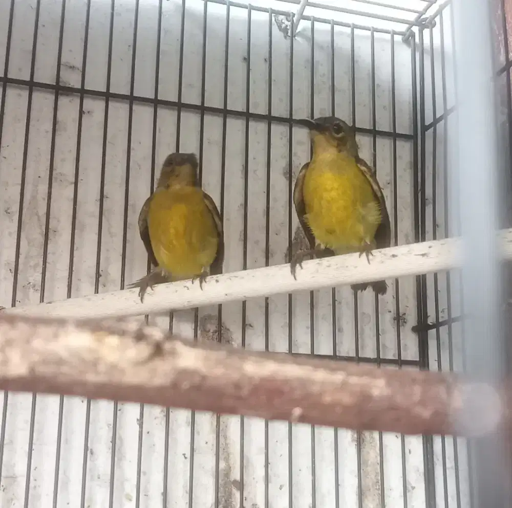 Dua burg jantan sehat