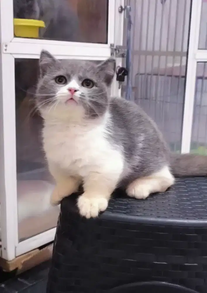 Kucing kitten munchkin bsh top standart jantan