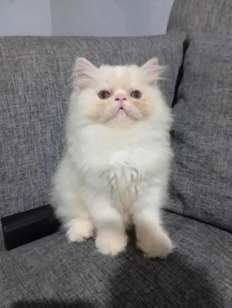 PERSIAN SUPER WHITE