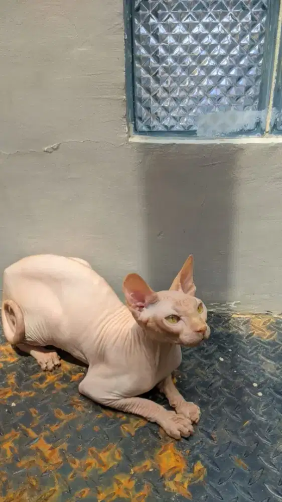 Indukan sphinx 1 tahun