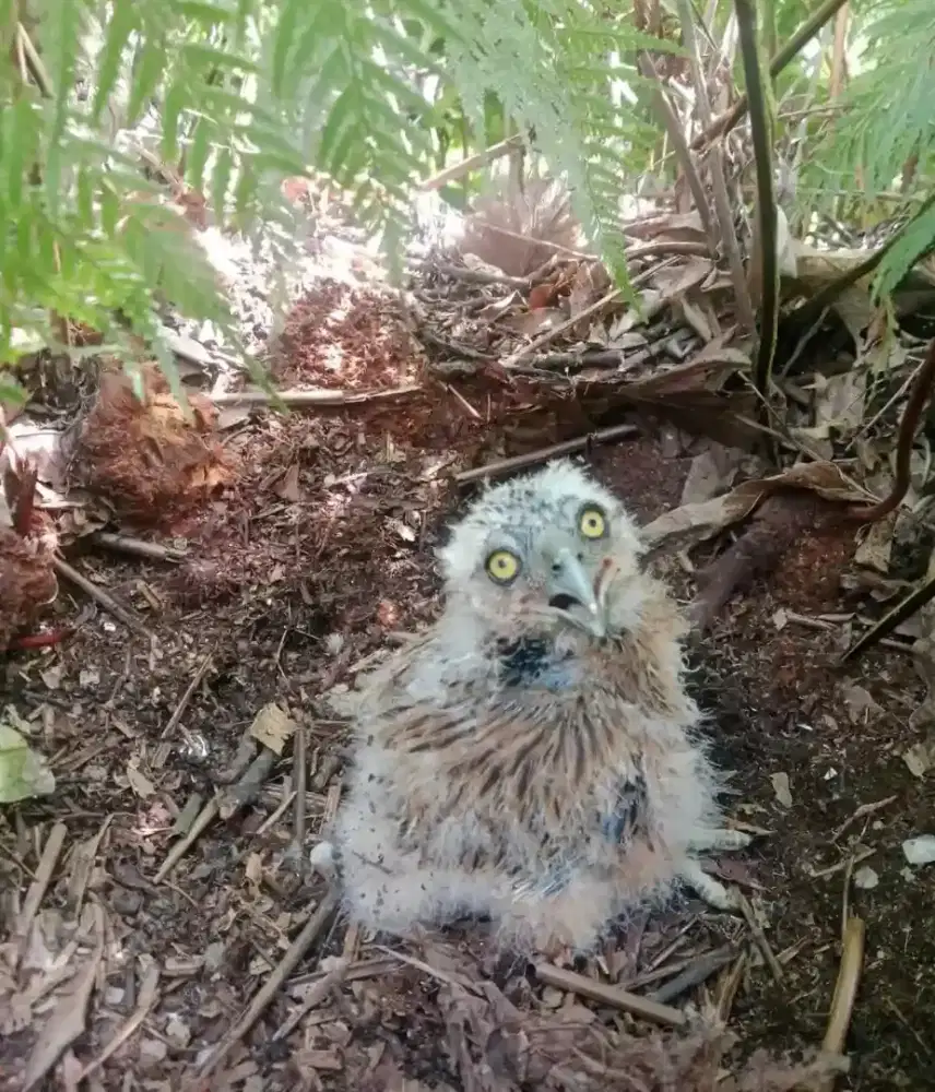 Buffy masih belum bisa terbang