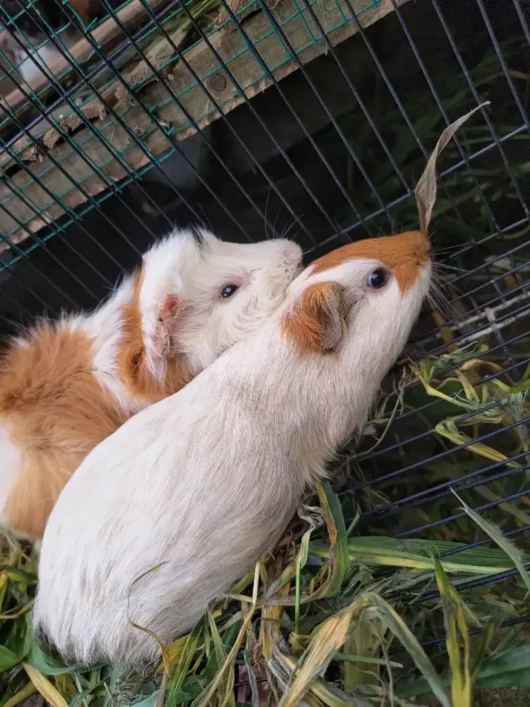 Marmut Hias (Guinea)