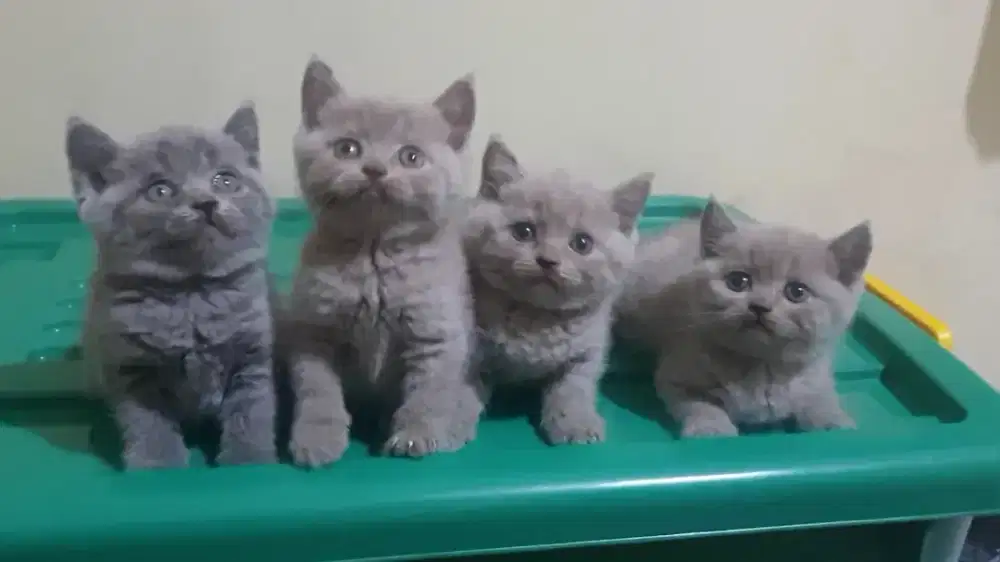 BRITISH SHORTHAIR
