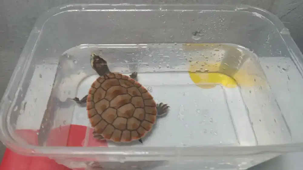 Kura kura damer dada merah bukan brazil