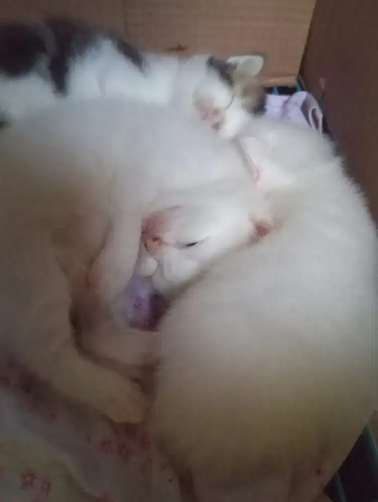 @ Kitten Persia Munchkin